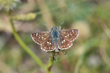 butterfly on flower