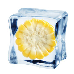 corn ear in ice cube, isolated on white background, clipping path, full depth of field