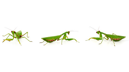 three green mantis on a white background, an insect in different poses