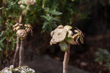 Aeonium arboreum unusual plant in botanical garden
