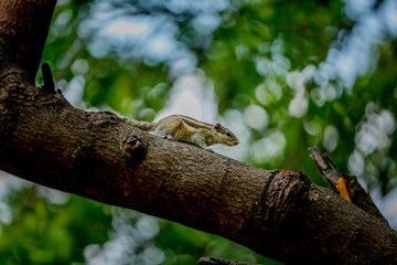 squirrel lizard on the tree