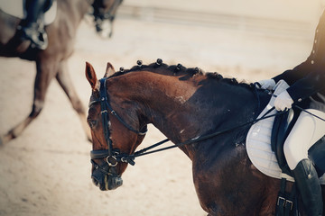 Obraz premium Equestrian sport. Portrait sports stallion iin the double bridle.