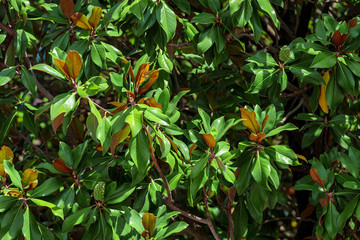 laurel tree leaf close up in botanical garden
