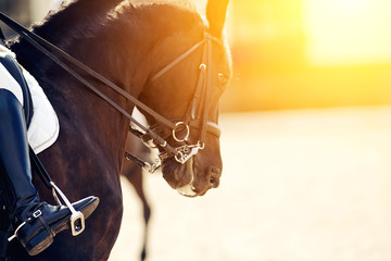 Equestrian sport. Dressage of horses in the arena.
