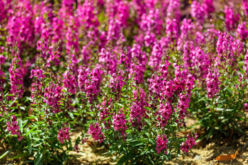 Purple Thyme flowers in botanical garden