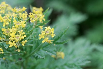 Flowers of a tansy-leaved rocket, Hugueninia tanacetifolia.