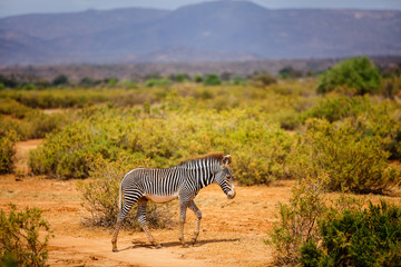 Fototapeta na wymiar Grevys zebra in Samburu Kenya