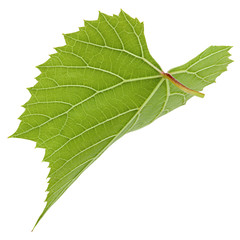 Grape leaf, isolated on white background, clipping path, full depth of field