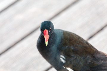 Small black bird with red bill