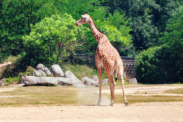 Funny Giraffe running away, rear back view