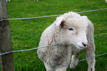A curious white lamb puts his head through the fence to say hello
