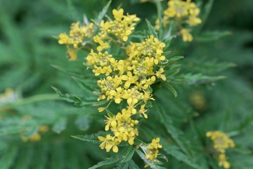 Obraz premium Flowers of a tansy-leaved rocket, Hugueninia tanacetifolia.