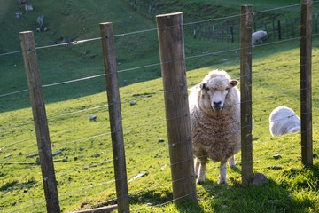Sheep behind a wire fence observing the photographer