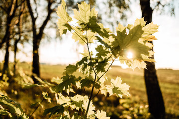 autumn foliage in the setting sun