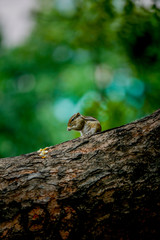 squirrel eating  on a tree 