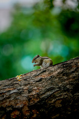 squirrel on a tree and  eating 