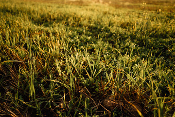 beautiful autumn nature at sunset