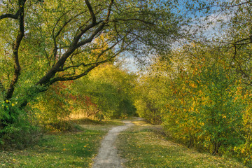 kręta ściezka wijąca się międdzy drzewami, żółte jesienne liści na drzewach, pogodny początek jesieni
