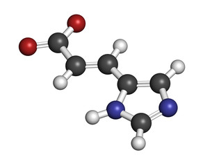 Urocanic acid molecule. Breakdown product of histidine. 3D rendering. Atoms are represented as spheres with conventional color coding: hydrogen (white), carbon (grey), oxygen (red), nitrogen (blue).
