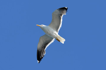 Flying European 'Larus Argentatus' Herring sea gull with open wings during flight in front of blue sky 