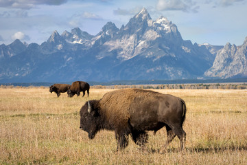 Bizons grazen in de herfstweiden onder de Grand Teton Mountains