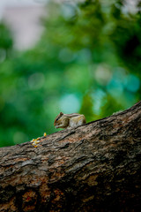 squirrel on tree