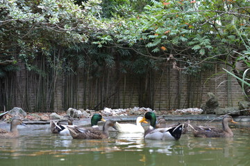 Patos en laguna