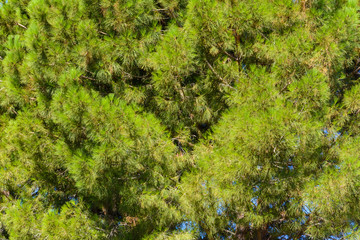 background of green branches of Mediterranean pine