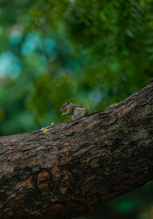 lizard on a tree