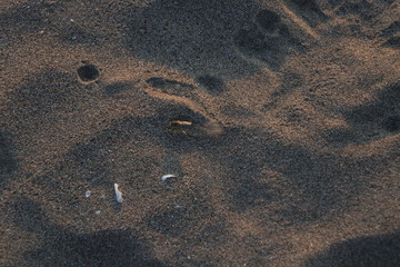 Fototapeta na wymiar Cylindera trisignata tryng to dig into the sand