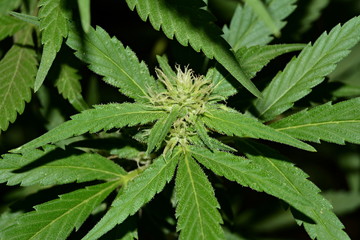 Flowering cannabis (marijuana).