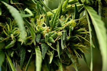 Fototapeta na wymiar Flowering cannabis (marijuana).