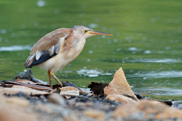 Yellow Bittern - Ixobrychus sinensis  small bittern. It is of Old World origins, breeding in the northern Indian Subcontinent, east to Japan and Indonesia. It is mainly resident