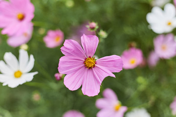 Obraz premium Delicate pink flowers in the flowerbed close up