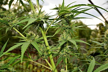 Flowering cannabis (marijuana).
