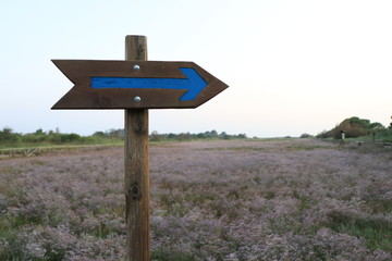 arrow signpost on background of blue sky and  a field of flowers