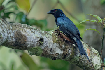 Greater Racket-tailed Drongo - Dicrurus paradiseus, Asian bird distinctive in having elongated outer tail feathers with webbing restricted to the tips, family Dicruridae