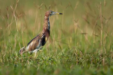 Chinese Pond-Heron - Ardeola bacchus is an East Asian freshwater bird of the heron family, (Ardeidae). Hunting on the grassland