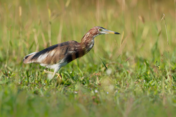 Obraz premium Chinese Pond-Heron - Ardeola bacchus is an East Asian freshwater bird of the heron family, (Ardeidae). Hunting on the grassland