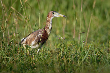 Chinese Pond-Heron - Ardeola bacchus is an East Asian freshwater bird of the heron family, (Ardeidae). Hunting on the grassland