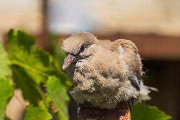 Wild pigeon chick. Eurasian collared dove (Streptopelia decaocto) is a dove species native to Europe and Asia. Streptopelia.