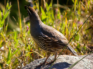 California quail