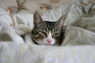 Obraz premium cat lying on bed