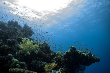 Fototapeta na wymiar Shallow Coral Reef