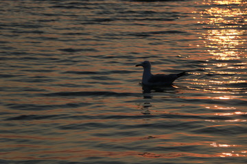 seagull in the water at sunrise, sunset