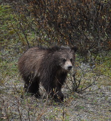 Banff National Park Bear Cub
