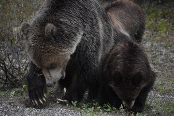 Banff National Park Mother Bear and Cubs