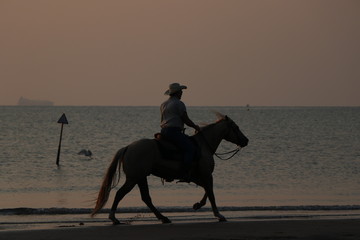 horse on the beach at sunset at sea, sottomarina beach, sunrise