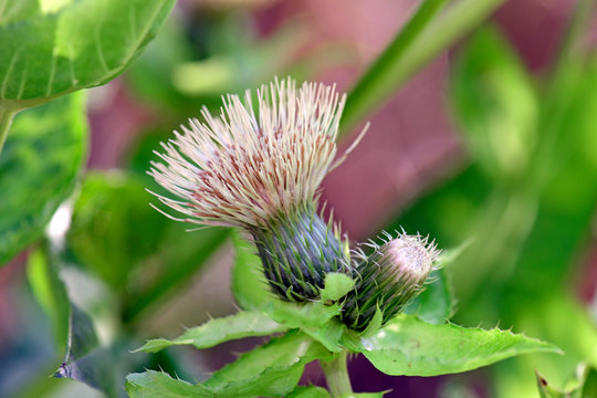 Blüte der Kohl-Kratzdistel / Kohldistel  (Cirsium oleraceum) - cabbage thistle / Siberian thistle