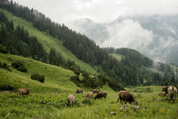 Naklejka premium berge alpen großer daumen kuh kühe allgäu alpeen
